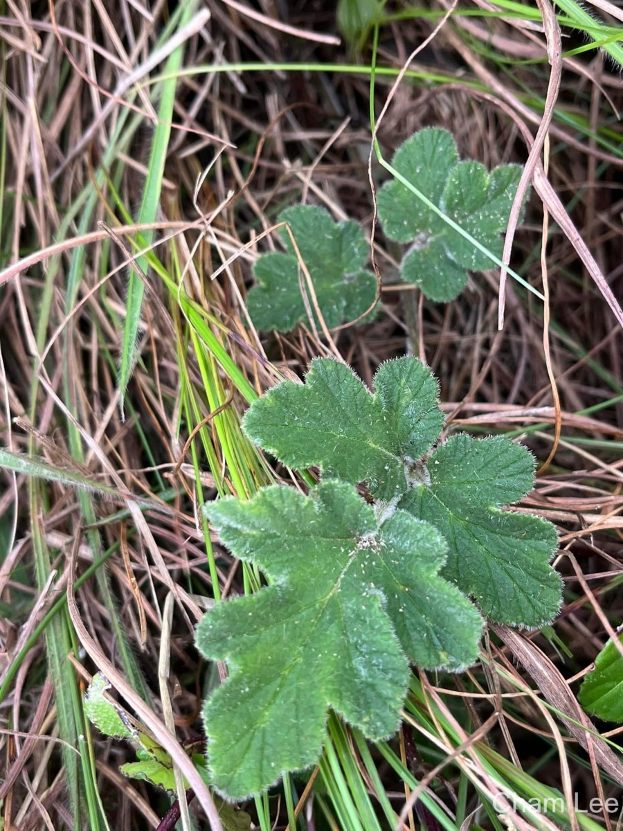 Tetrataenium ceylanicum (Gardner ex C.B.Clarke) Manden.